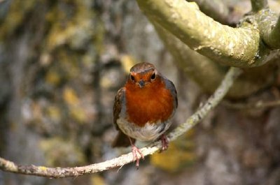 Robin jigsaw puzzle