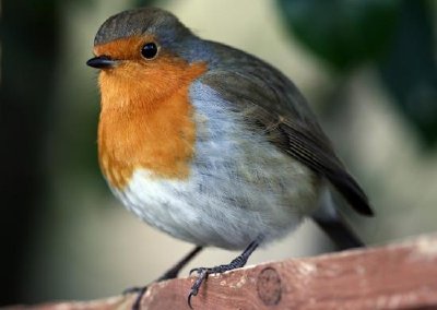 Robin