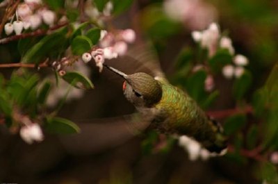 Colibrì