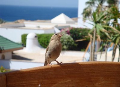 Bird on a Chair