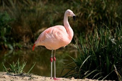 Flamingo jigsaw puzzle