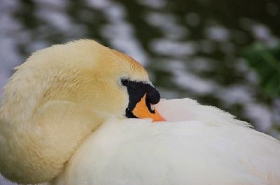 Swan jigsaw puzzle