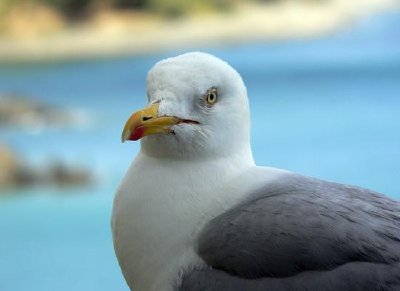 Gaviota argéntea