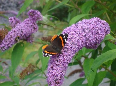 Papillon amiral rouge