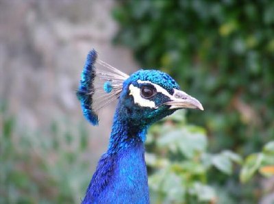 Peacock