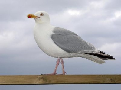 Gaviota argéntea