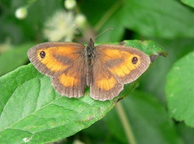 Wiesenbrauner Schmetterling