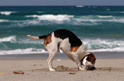 Perro beagle