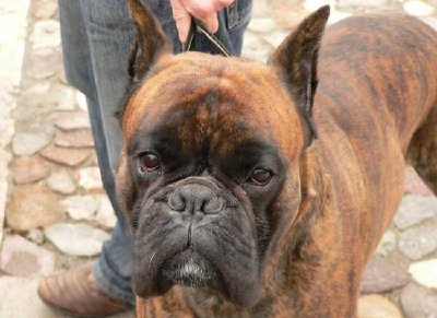 Un cane boxer