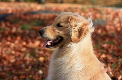 Golden Retriever jigsaw puzzle