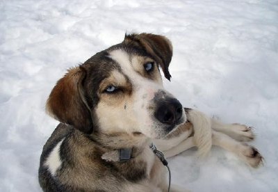 Husky Dog jigsaw puzzle