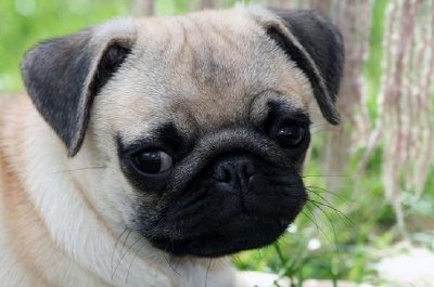 Cachorro pug