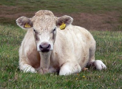 Cow