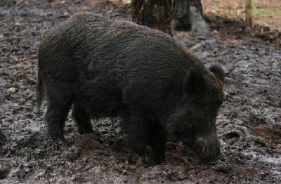 Wildschwein