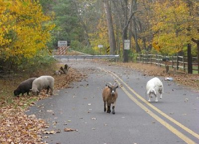 Animais de fazenda