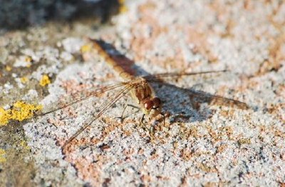 Libellula