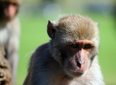 A rhesus monkey.