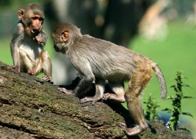 Scimmie Rhesus