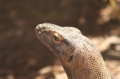 Komodo Dragon jigsaw puzzle