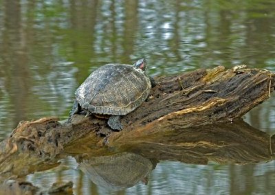 Tortue sur journal de cyprès