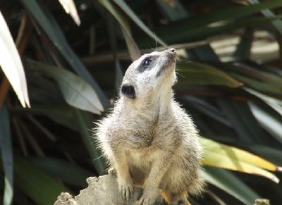 Meerkat jigsaw puzzle