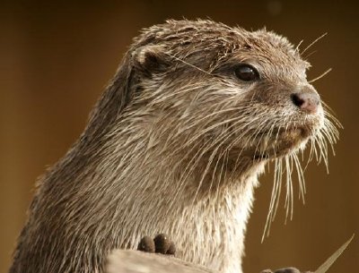 Otter jigsaw puzzle