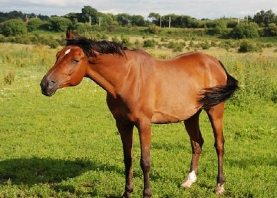 Caballo arabe