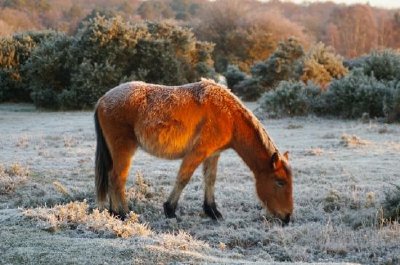 Frostiges Pony