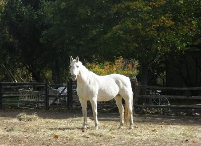 Cavalo branco