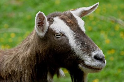 Cabra Toggenburg