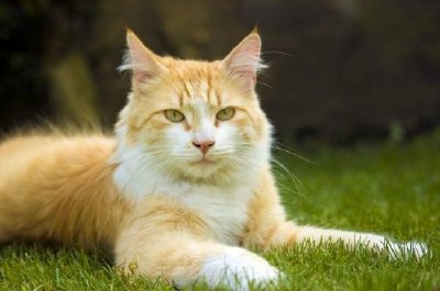 A proud russet cat.