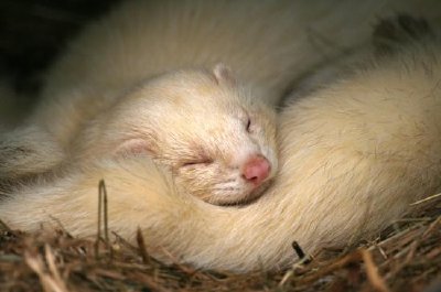 a Ferret