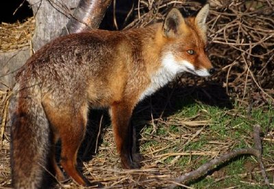 a Fox jigsaw puzzle