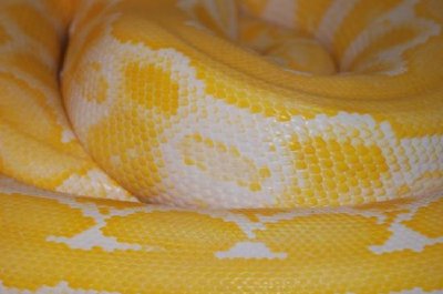 Pythons skin