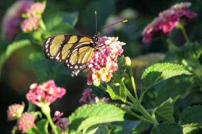 Żółty motyl o zachodzie słońca