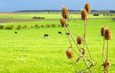 緑の牧草地