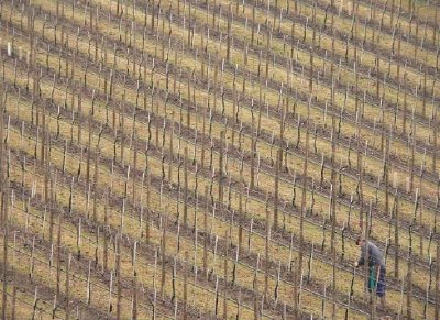 Ein Weinberg.