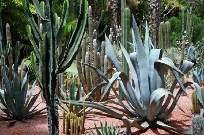 Ogród Kaktusów, Marrakesz, Maroko