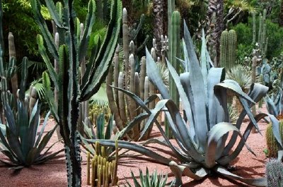 Jardin de cactus, Marrakech, Maroc