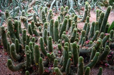 Jardin de cactus, Marrakech, Maroc