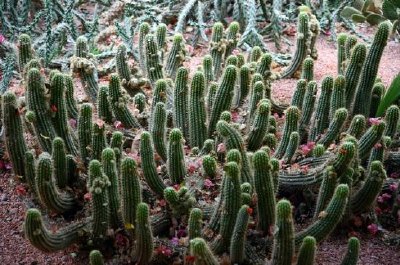 Cactus Garden, Marrakech, Morocco