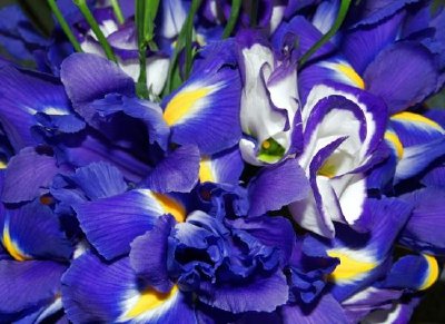 Iris azul