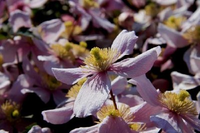 Clematis, Montana