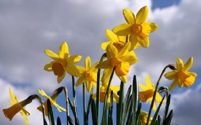 Daffodils