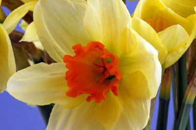 Daffodils jigsaw puzzle