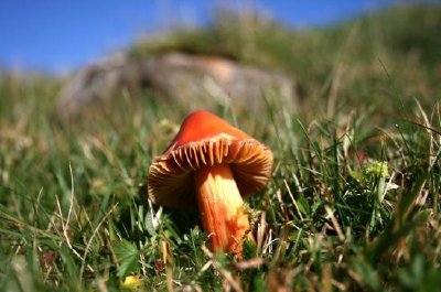 a Toadstool