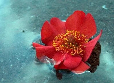 Floating Geum, Avens