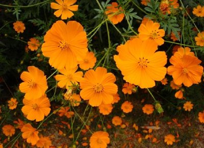 Orange blomma