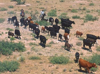 Round up cattle jigsaw puzzle