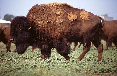 Bison jigsaw puzzle